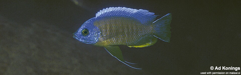 Copadichromis borleyi 'Mphanga Rocks'
