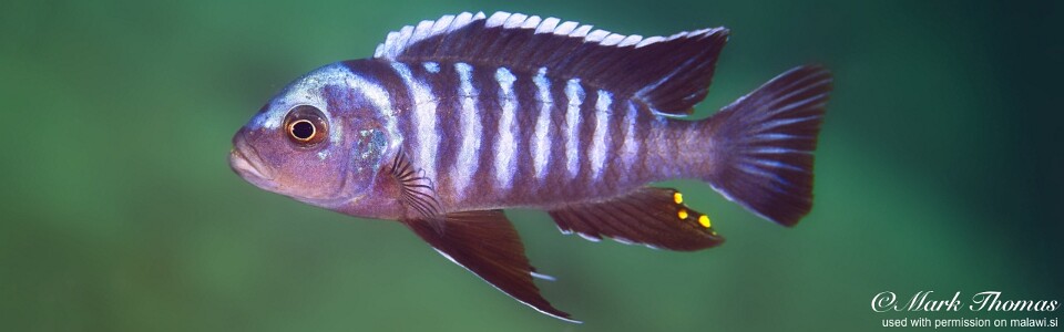 Cynotilapia zebroides 'Mphanga Rocks'