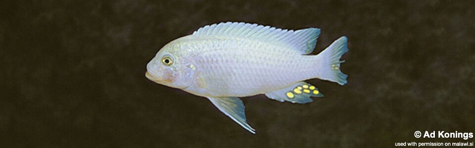 Maylandia callainos 'Mphanga Rocks'<br><font color=gray>Metriaclima callainos 'Mphanga Rocks'</font> 