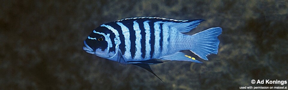 Maylandia fainzilberi 'Mphanga Rocks'<br><font color=gray>Metriaclima fainzilberi 'Mphanga Rocks'<br>Metriaclima sp. 'zebra chilumba' Mphanga Rocks</font> 