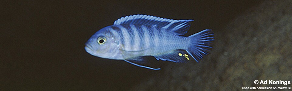 Maylandia sp. 'zebra ruarwe' Mphanga Rocks<br><font color=gray>Metriaclima  sp. 'zebra ruarwe' Mphanga Rocks</font> 