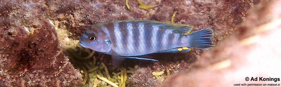 Pseudotropheus perspicax 'Mphanga Rocks'