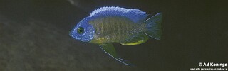 Copadichromis borleyi 'Mphanga Rocks'.jpg