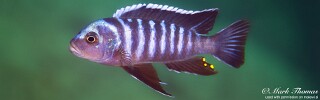 Cynotilapia zebroides 'Mphanga Rocks'.jpg