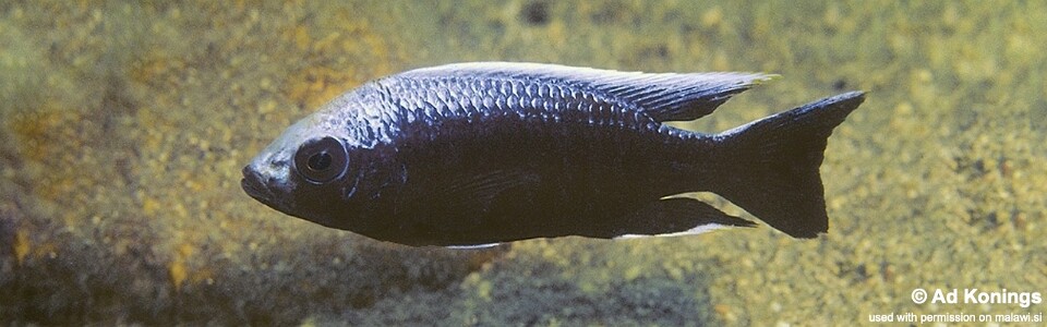 Copadichromis trewavasae 'Msisi'