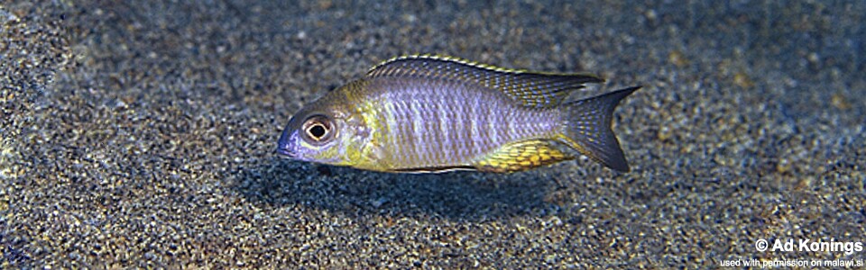 Lethrinops sp. 'nyassae' Msisi