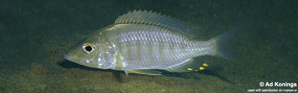 Aulonocara rostratum 'Msuli Point'