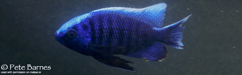 Copadichromis cyaneus 'Mumbo Island'