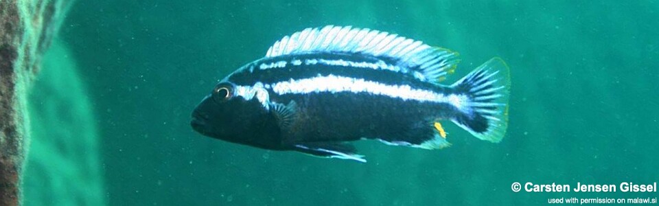 Melanochromis heterochromis 'Mumbo Island'