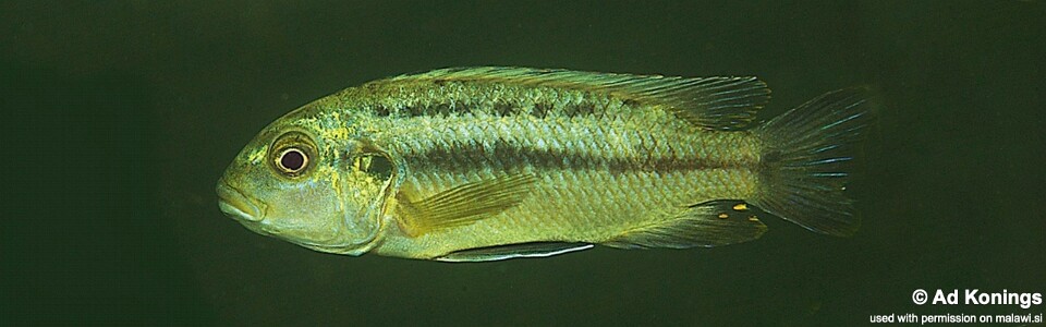 Melanochromis robustus 'Mumbo Island'