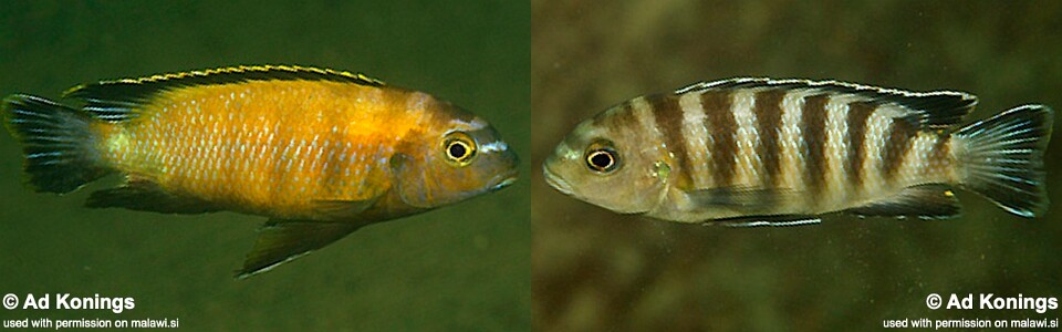 Tropheops sp. 'mumbo' Mumbo Island