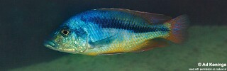 Mylochromis epichorialis 'Mumbo Island'.jpg