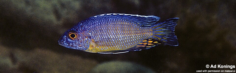 Aulonocara stuartgranti 'Mundola Point'