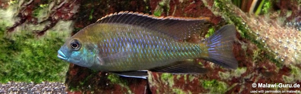 Mylochromis plagiotaenia 'Mvunguti'
