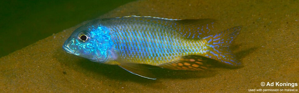 Tramitichromis sp. 'mvunguti' Mvunguti