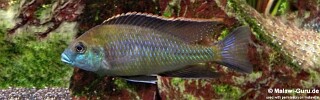 Mylochromis plagiotaenia 'Mvunguti'.jpg