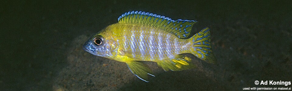 Aulonocara sp. 'stuartgranti maleri' Nakantenga Island