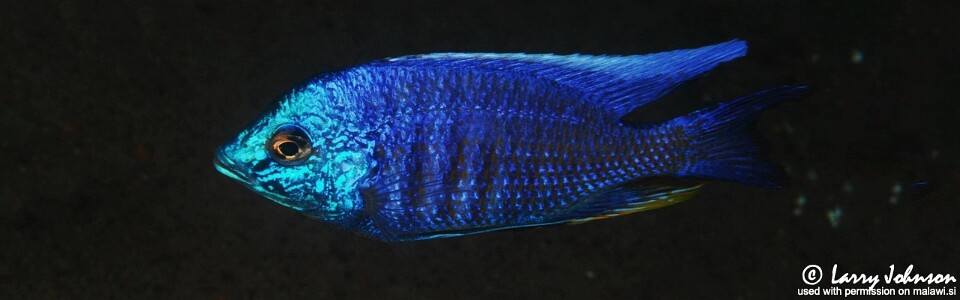 Copadichromis insularis 'Nakantenga Island'