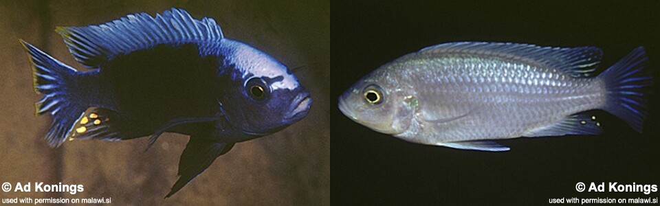 Cynotilapia sp. 'maleri' Nakantenga Island