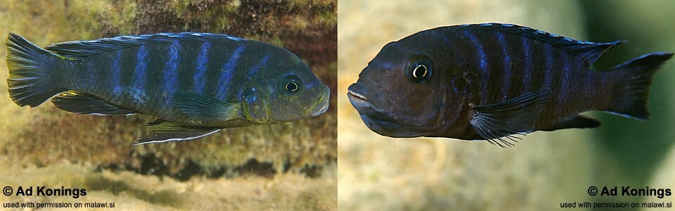 Maylandia sp. 'agressive zebra maleri' Nakantenga Island<br><font color=gray>Metriaclima sp. 'agressive zebra maleri' Nakantenga Island</font> 