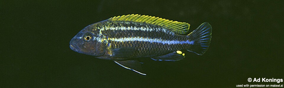 Melanochromis heterochromis 'Nakantenga Island'