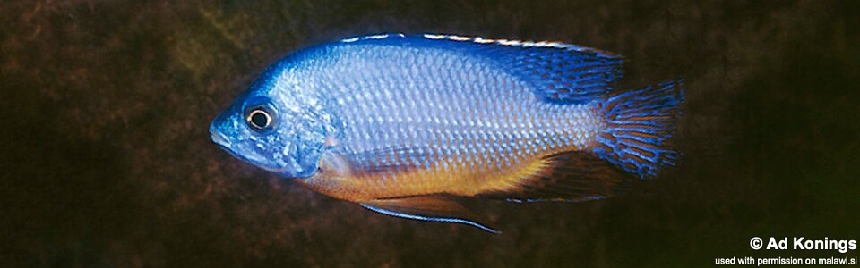 Protomelas taeniolatus 'Nakantenga Island'