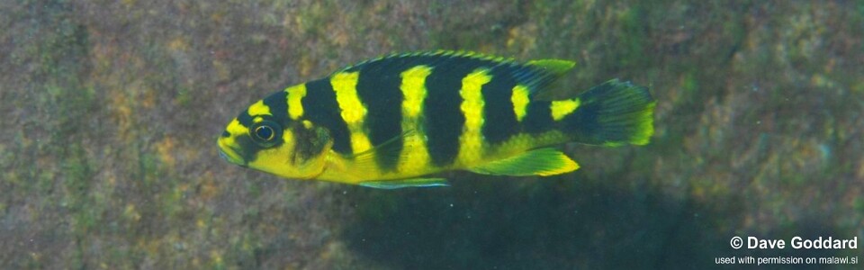 Pseudotropheus crabro 'Nakantenga Island'