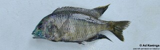Mylochromis chekopae 'Nakantenga Island'.jpg