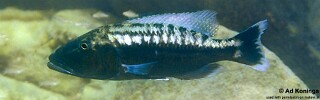 Tyrannochromis polyodon 'Nakantenga Island'.jpg