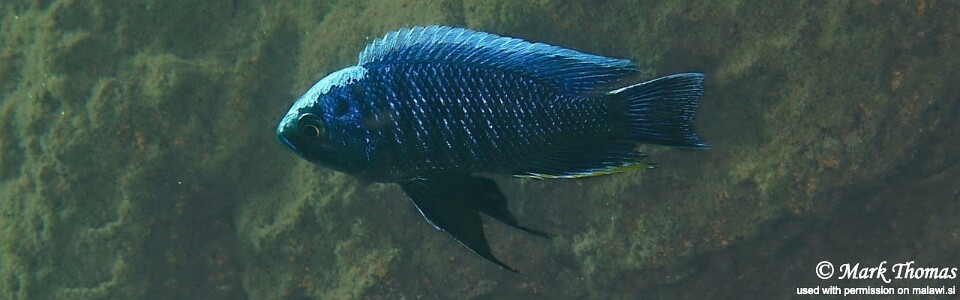 Copadichromis cyaneus 'Namalenje Island' 