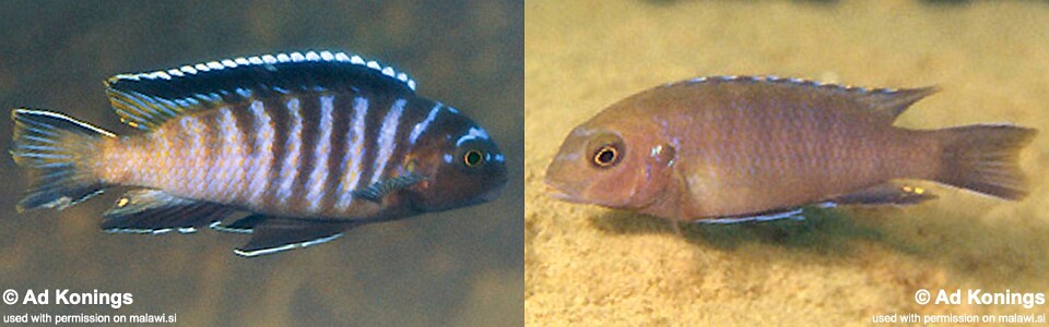 Tropheops sp. 'elongatus namalenje' Namalenje Island