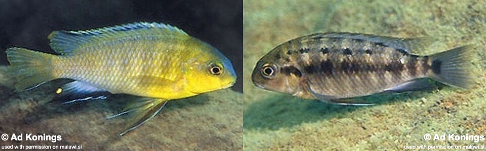 Tropheops sp. 'maleri yellow' Namalenje Island