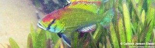 Astatotilapia calliptera 'Namalenje Island'.jpg