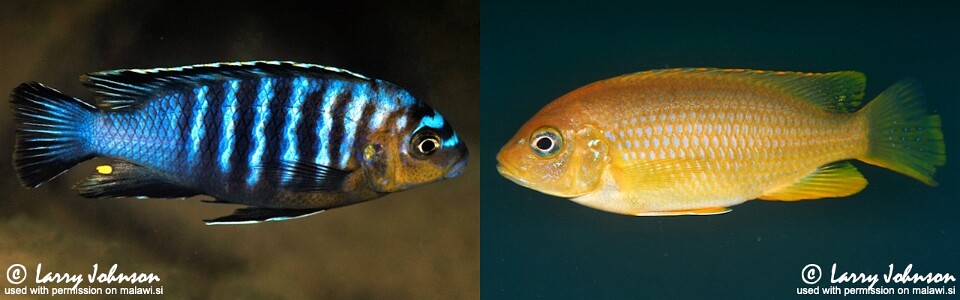 Maylandia flavifemina 'Nankoma Island'<br><font color=gray>Metriaclima flavifemina 'Nankoma Island'