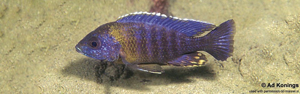 Aulonocara saulosi 'Narungu'