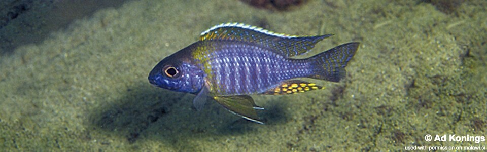 Aulonocara sp. 'chitande type masinje' Narungu