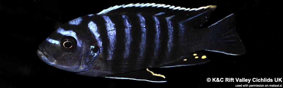 Cynotilapia zebroides 'Narungu'