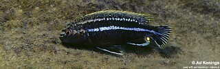 Melanochromis dialeptos 'Narungu'.jpg