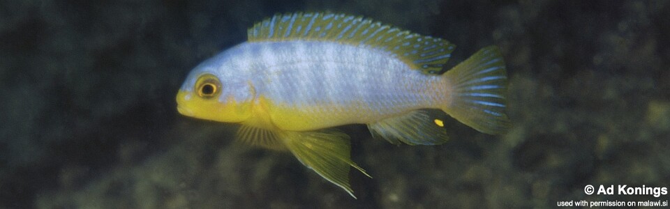 Maylandia aurora 'Ndomo Point'<br><font color=gray>Metriaclima aurora 'Ndomo Point'</font>