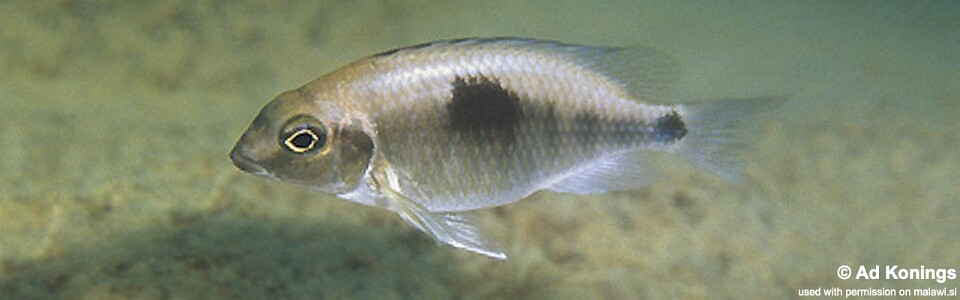 Otopharynx sp. 'auromarginatus margrette' Ndomo Point