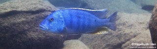 Buccochromis heterotaenia 'Ndomo Point'.jpg