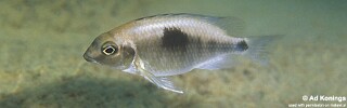 Otopharynx sp. 'auromarginatus margrette' Ndomo Point.jpg