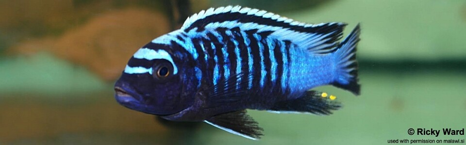 Maylandia sp. 'msobo heteropictus' Ndonga<br><font color=gray>Metriaclima sp. 'msobo heteropictus' Ndonga</font> 