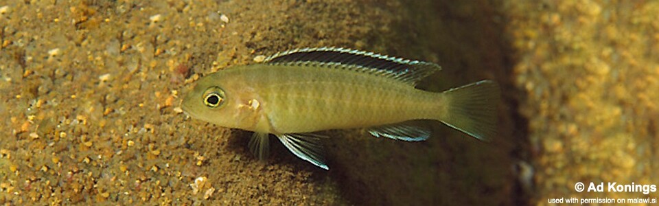 Tropheops sp. 'red fin' Ndonga