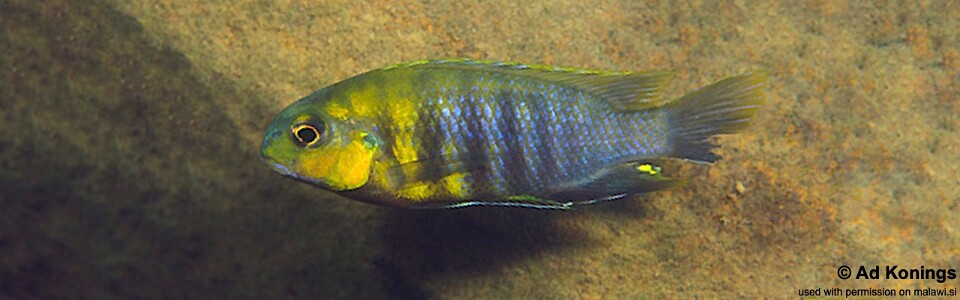 Tropheops sp. 'weed' Ndonga