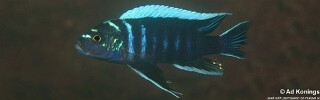 Cynotilapia zebroides 'Ndonga (Deep)'.jpg