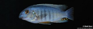 Labeotropheus fuelleborni 'Ndonga'.jpg