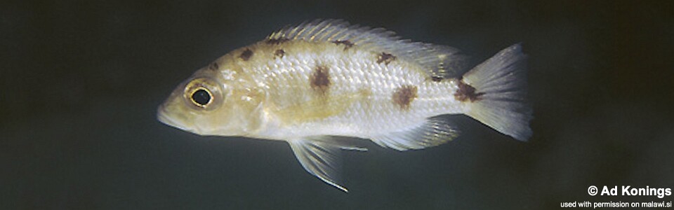 Otopharynx spelaeotes 'Ndumbi Point'