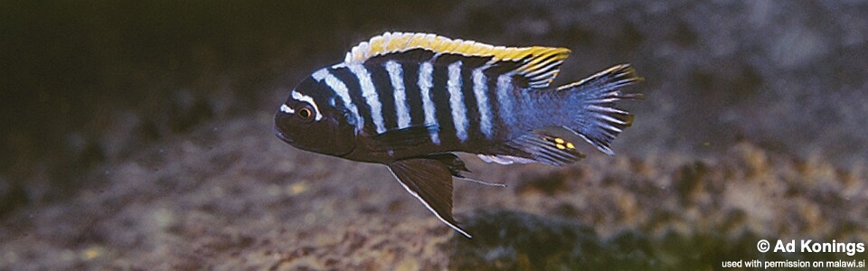 Cynotilapia zebroides 'Ndumbi Rocks'