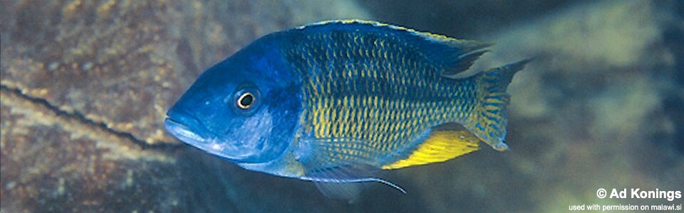 Protomelas sp. 'spilonotus likoma' Ndumbi Rocks